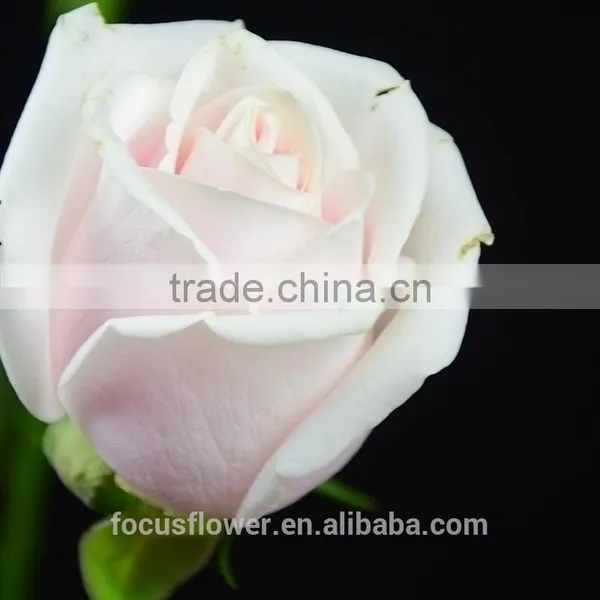 Natural Rose Flowers/Fresh Cut Flowers Rose for Wedding photo-2