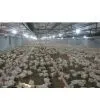 Poultry Farming Equipment