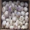 Sell Garlic