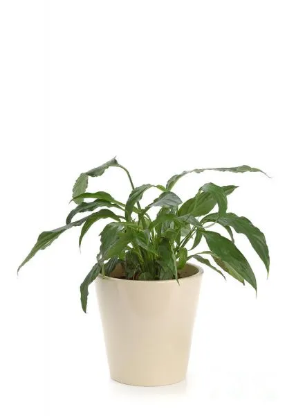 Outdoor Indoor Potted Plants Outdoor Landscaping Field Green