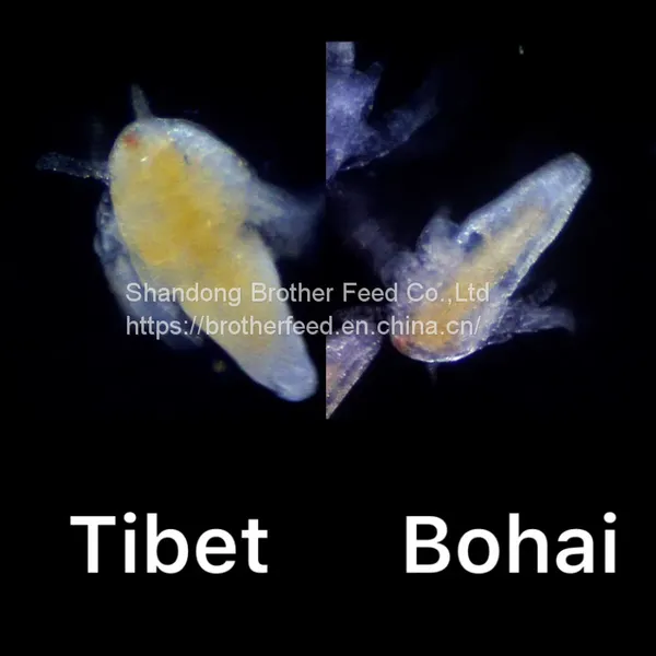 Good Quality High Hatch Rate Premium Bohai BBS Artemia Cysts Brine Shrimp Eggs