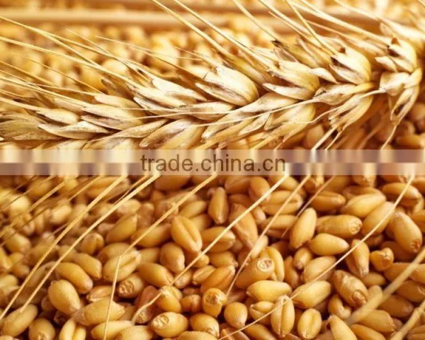 WHEAT photo-5