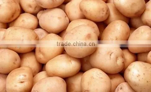 Fresh Round Potatoes