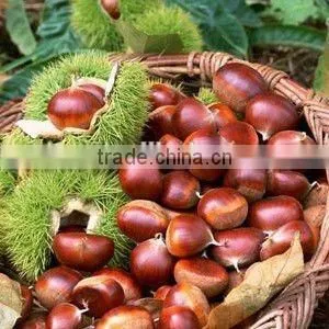 New Crop Organic Fresh Bulk Chestnuts Wholesale photo-2