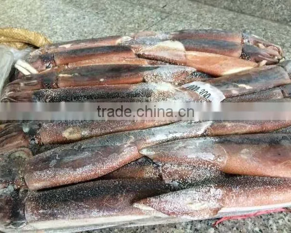Frozen Squid Whole Argentina Illex photo-4