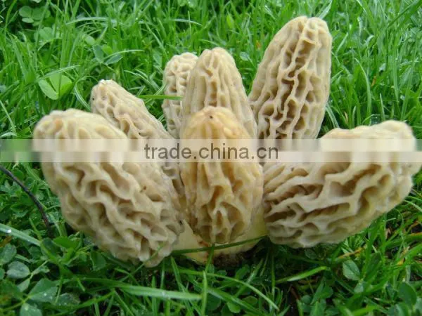 Morchella Esculenta Morel Morels Mushroom Dried Fresh Pure Natural Edible Mushrooms Yellow Morel, True Morel,Made in Turkey photo-3