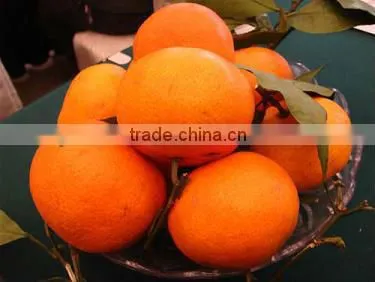 Mandarin Orange