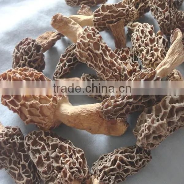 Dry Morchella Conica Toadstool Morel Market Price