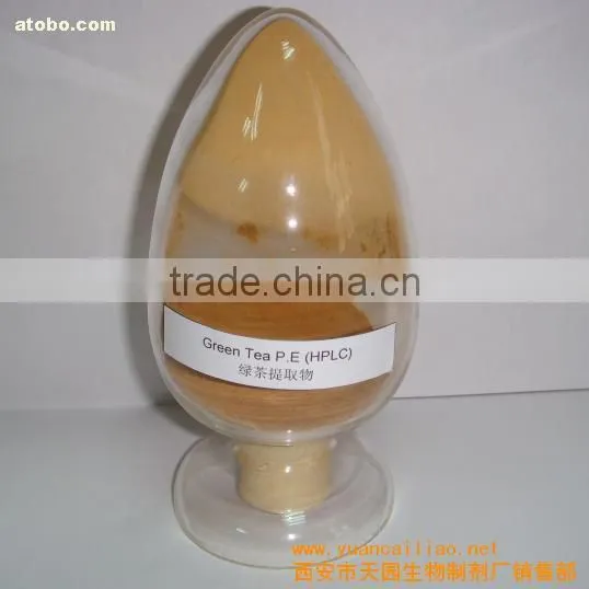 Good Flavour Green Tea Extract With Tea Polyphenols 40%-98% and EGCG