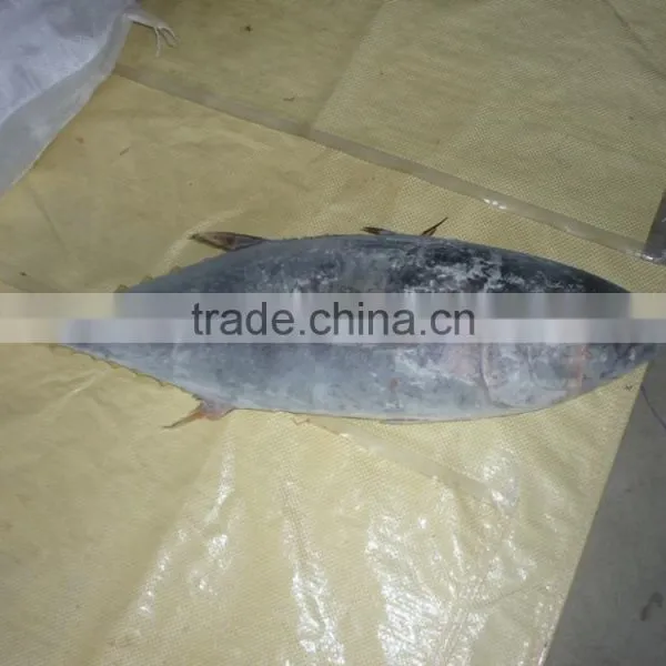 Frozen Yellowfin Tuna Whole photo-2