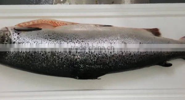 Atlantic Salmon photo-2