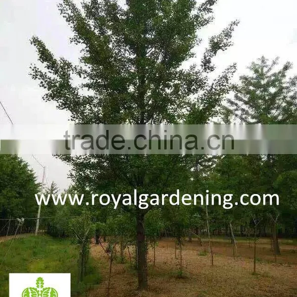Ginkgo Biloba ( Deciduous Tree) for Cold Climate Landscaping Wholesale Export photo-2