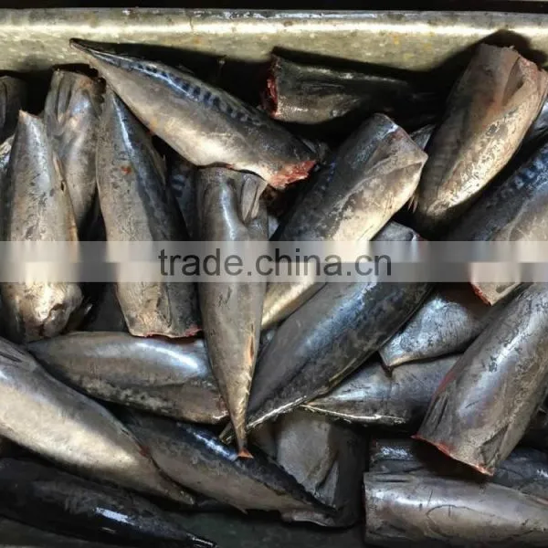 2015 Frozen Bonito HGT 150-300g/pc New Processing photo-4