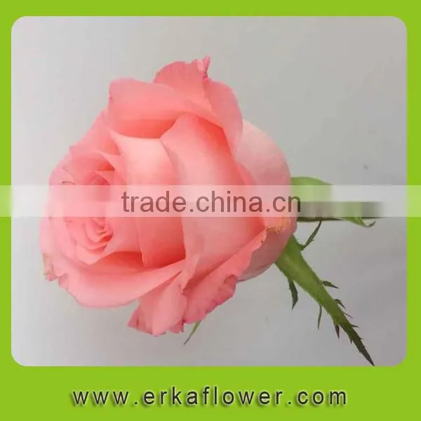Pure and Mild Flavor Top Sell Wedding Flower Rose photo-5