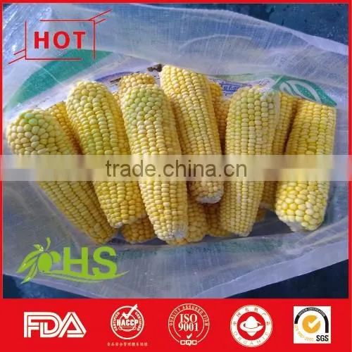 Wholesale White and Yellow Frozen Maize photo-2