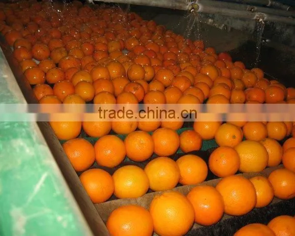 Fresh Navel Orange High Quality photo-2