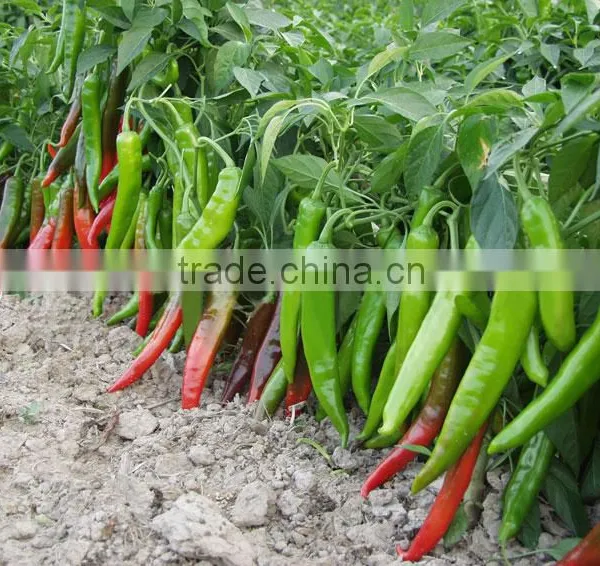 Hot Sale Hybrid High Yield Chili Pepper Seeds-FK21 photo-3