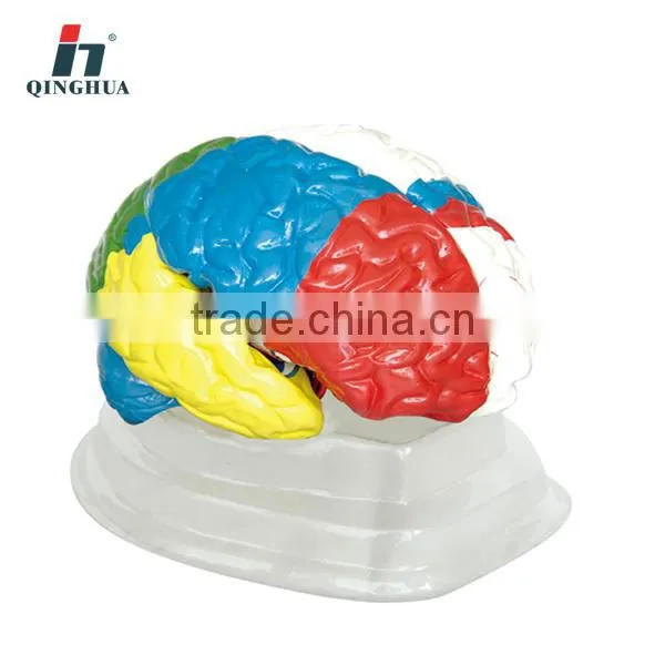 Human Neuro-Anatomical Brain