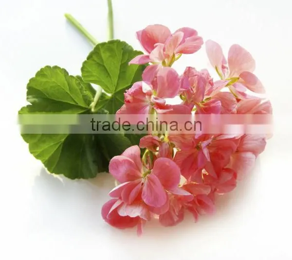 EXPORTER / SUPPLIER / MANUFACTURER OF 100% PURE GERANIUM OIL photo-3