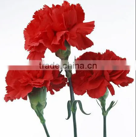 20 Pcs/ Bundle Fresh Carnation Fragrant Carnation Flower High Quality photo-6