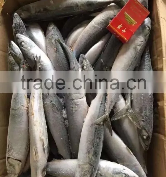 SHIPFROZEN &SeaFrozen Pacific Mackerel 200-300g 2016 NEW ARRIVE photo-2