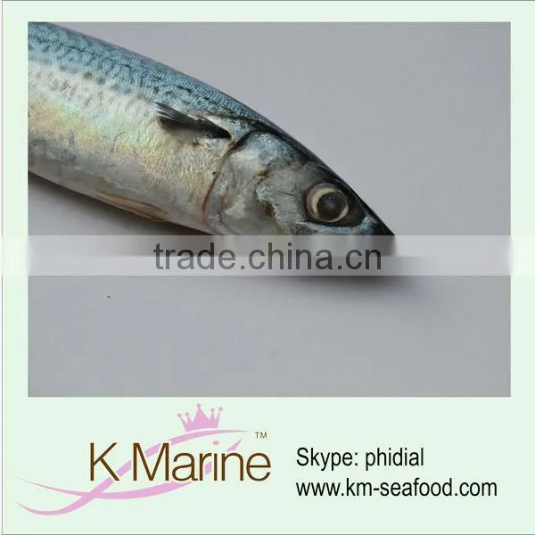 Seafood Processing Frozen Pacific Mackerel