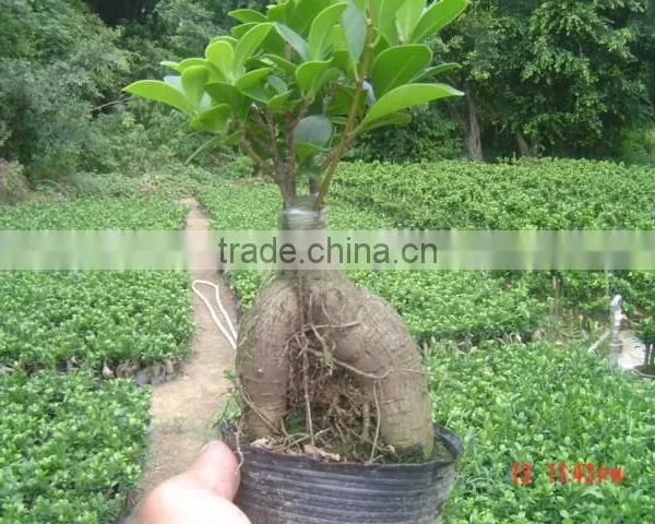 Ginseng Ficus Indoor Bonsai Wholesale photo-2