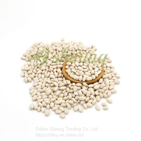 New Crop White Kidney Beans Japanese Type