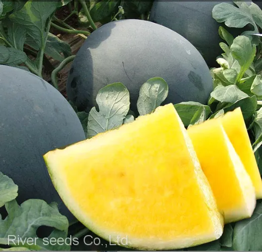 750pcs f1 Hybrid Red and Yellow Seedless Watermelon Seeds for Planting