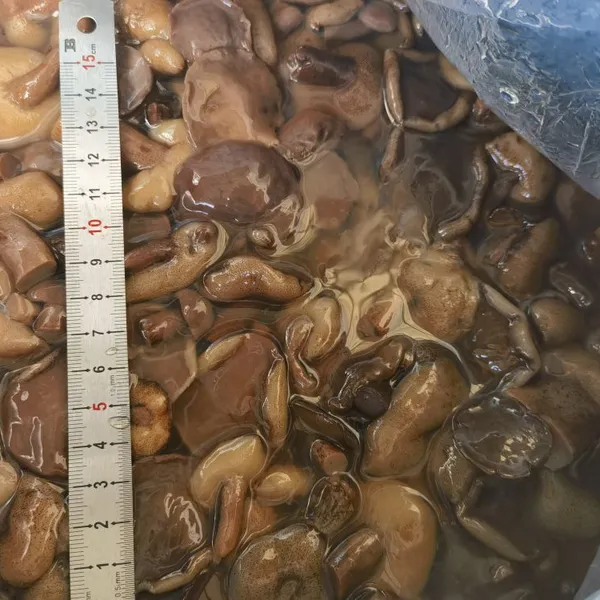 SUILLUS GRANULATUS IN BRINE