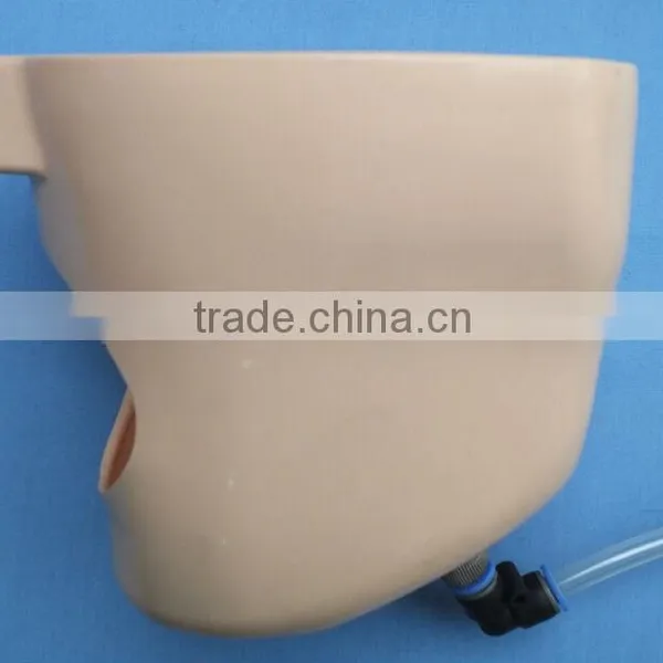 Dental Manikin Phantom Head/Dental Training Head Simulator Manikin With Torso for Student photo-5