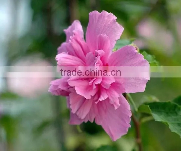 Special Herb Oil 100 Pure and Natural MUSK SEED Oil Rose-of-Sharon/Shrub-althea photo-2