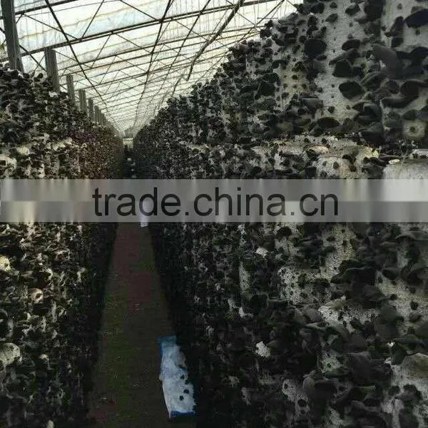 Dried Black Fungus photo-5