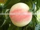 Peach Gum Powder