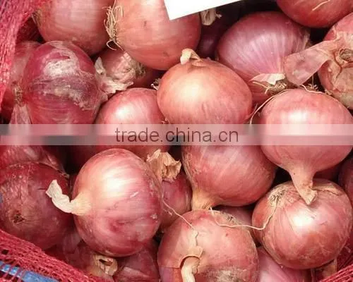 Market Price for Fresh Red Onion photo-2