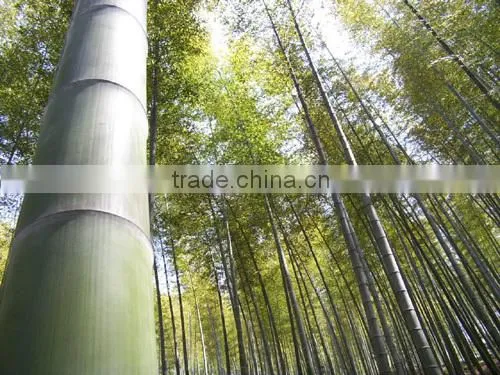 Construction Building Material Bamboo photo-4