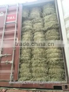 Rhodes Grass