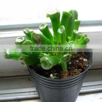 Haworthia SPP