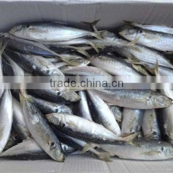 Frozen Mackerel Prices of Horse Mackerel photo-3