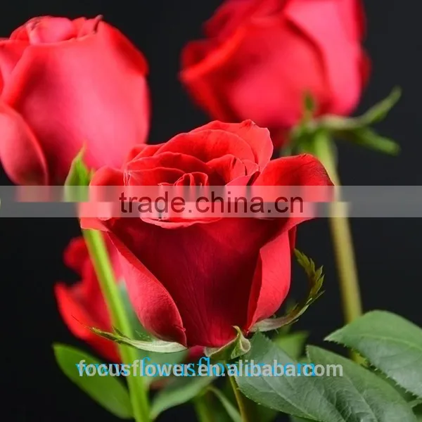 Export Fresh Cut Rose Flowers Carola Roses Fresh Cut Flowers Colombia photo-3