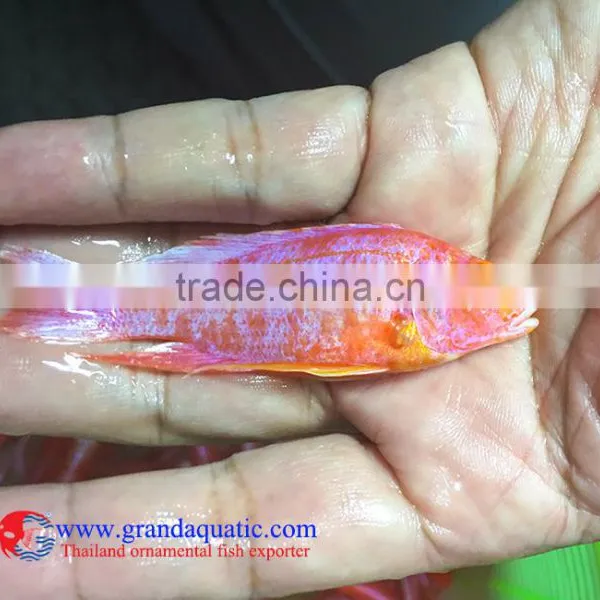Quality Malawi Cichid Fish Export Company for Company Importer photo-3