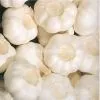 White Garlic