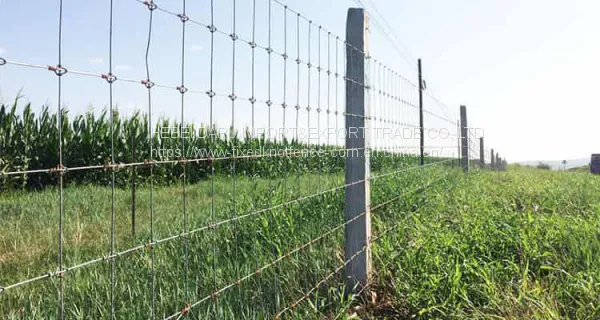 Best Selling Fixed Knot Wire Mesh Fence for Farm photo-4