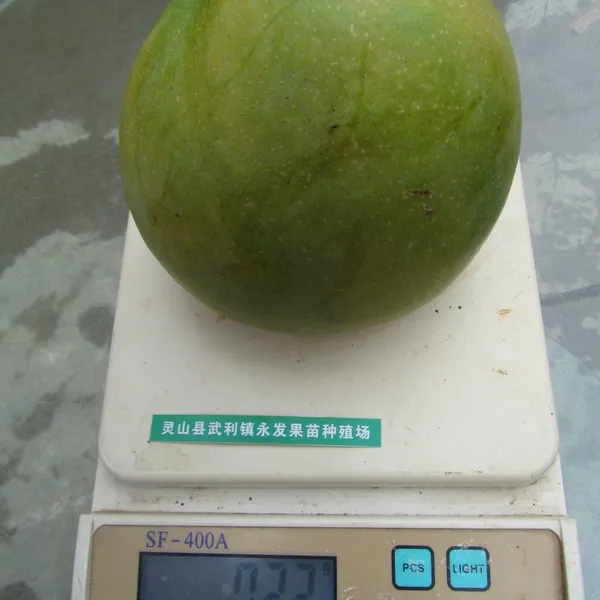 Growing Mango Trees Information On Planting And Caring For A Mango Tree