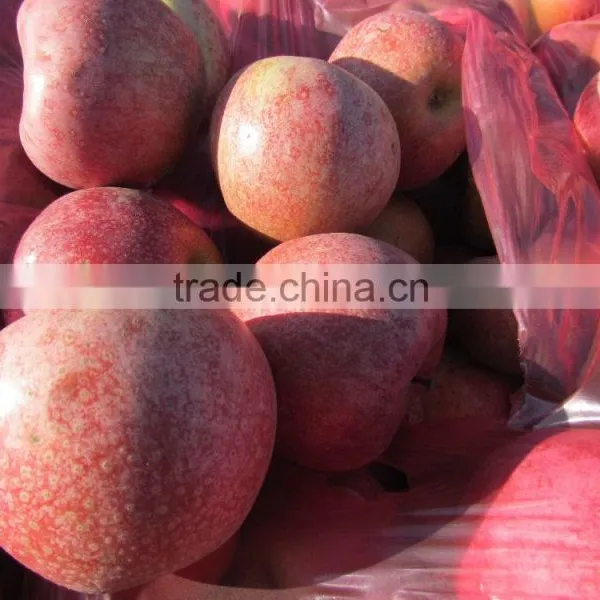 Chinese Qinguan Apple From Shanxi Province photo-3