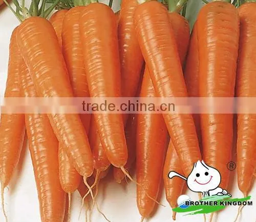 Fresh Carrot in Fresh Carrots,Organic Carrots photo-4