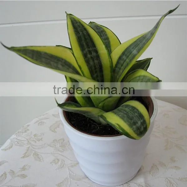 Put in New Home Decorate Good Plants to Absorb Formaldehyde