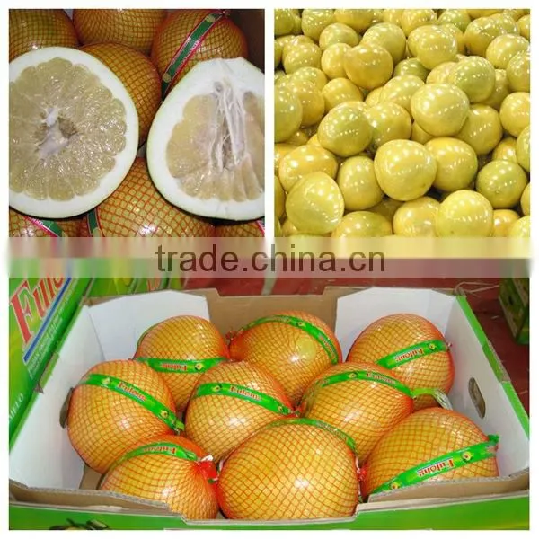 New Crop Fresh Pomelo for Russia Pomelo Market photo-4