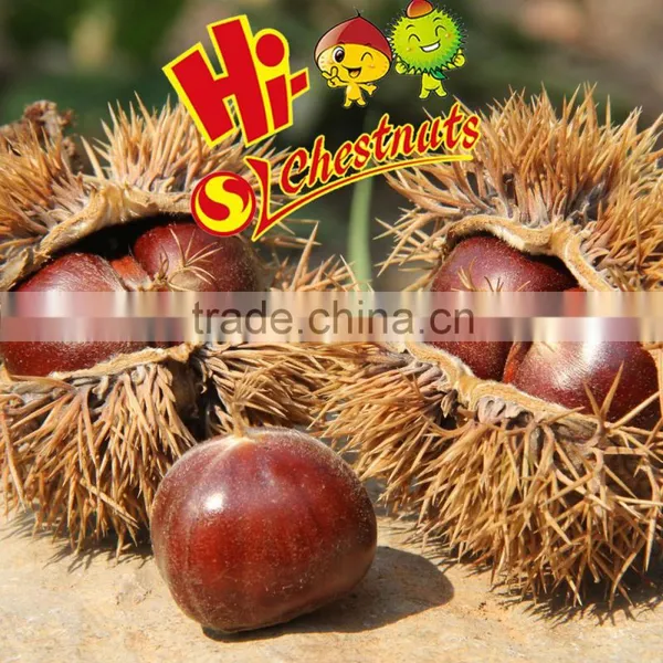 New Crop Fresh Chestnut, Bulk Hebei Chestnuts for Sale photo-2