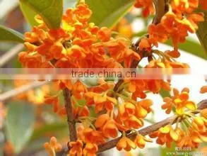 Sweet Osmanthus Sweet Olive Tea Olive Fragrant Olive Seeds for Growing Beautiful Flower Trees photo-6